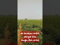 తోట మొత్తం వాసన smell వస్తుంది. ఈ మందు వాడాను