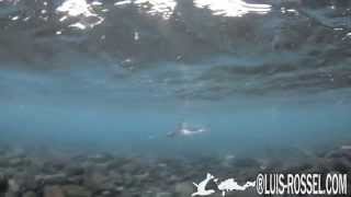 Pingüino Papúa (Pygoscelis papua) - Underwater Fly