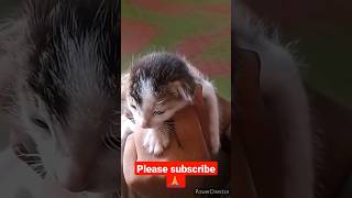 cute cat baby #status #viral #youtubeshorts #shortvideo
