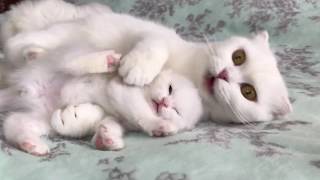 Белые шотландские вислоухие котята и кошечка скоттиш фолд - прикольное видео с котами 2019