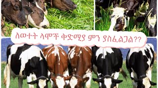 🛑የወተት   ላሞች ከመግዛታችን በፊት  ምን አይነት ዝግጅት ማወቅ ያለባቹ ወሳኝ#yegeltube #