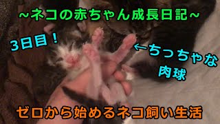 【生後3日目】赤ちゃんネコの肉球【ネコが好きすぎる人】【毎日更新予定】