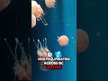 what s behind the jellyfish invasion sweeping british columbia