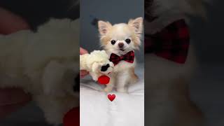 Chihuahua Cedric's Happy Valentine's Day Song