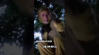 孙悟空和猪八戒时隔五百年再次相遇 不打不相识！