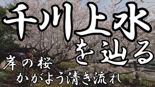 【4K撮影・全徒歩】千川上水を辿る（たどる）　岸の桜かがよう清き流れ