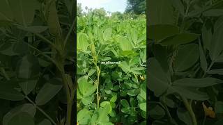 இந்த விவசாயத்தைப் பத்தி வீடியோ போட்டா #விவசாயம் #vivasayi #agriculture #youtubeshorts