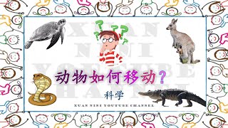 学前教育班科学 【动物如何移动？】 爬行/行走/游动/跳/滑行/飞行Prasekolah SJKC Sains Preschool Science