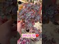 이쁨 가득 민이네다육 레인드랍 묵은둥이 군생 가격은 30 000원❤️ plants succulent cactus 국민다육 민이네다육 010 6863 0625