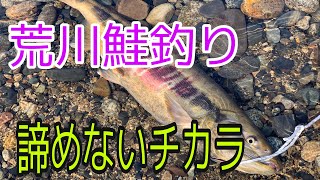 【荒川鮭釣り】諦めないチカラ！最後の最後にキタ！