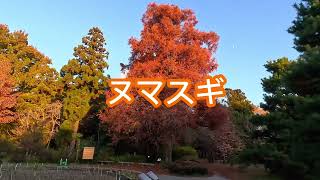 【京都府立植物園】 夕暮れ時から紅葉ライトアップ……（京都府立植物園）