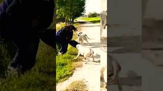 Dogs attack #dog #dogshorts #attack #funny #funnyvideo #funnyshorts