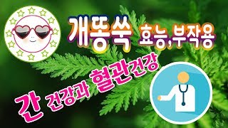 개똥쑥의효능 개똥쑥 부작용, 개똥쑥 효능