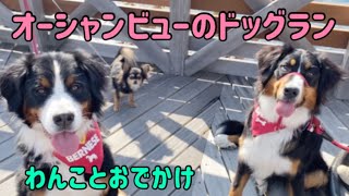 【わんことおでかけ】淡路島で映えスポット盛りだくさんのカリコリゾートへ行ってきた！【Bernese Mountain Dog】【Chihuahua】