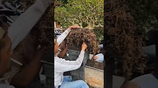 Proses Angkat Bonsai Sianci Kelas Sultan Mr. Oka Sunarya #bonsai #shorts #short #shortvideo