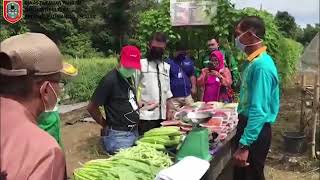 Panen Bersama dengan Kadis TPH Komoditas Hortikultura