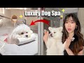 Giving My Dog a Luxury Spa Day