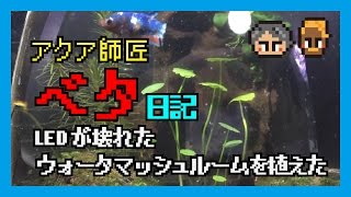 ベタ飼育日記⑤ウォーターマッシュルーム【ボトルアクア】