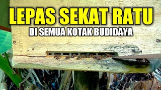 Waktu nya kita melepas semua sekat ratu lebah yang di pasang di semua kotak budidaya kita sobat