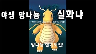 포켓몬고 야생 망나뇽 잡기 도전! 낙성대역에 망나뇽 실화냐? | 훈토이TV