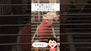 まだ寝たくないオウムが作った新しい言葉とは？！【おしゃべりモモイロインコの春ちゃん】