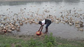 Duck Farming In The River Duvk Eating Rice Amazing Duck Farming In The River Funny Duck Farming In