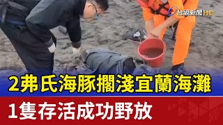 2弗氏海豚擱淺宜蘭海灘 1隻存活成功野放