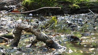 河口湖フィールドセンターのマヒワ（雄）の水浴び　その２（4K60P動画）