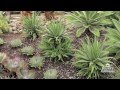 Gardening 101 Series | Do Succulents Need Water? with Tracy Wankner