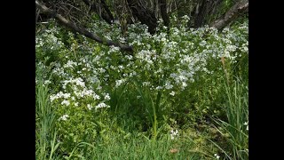 Cardamine glanduligera, C. bulbifera, C. pratensis, C. amara, Berteroa incana, Barbarea vulgaris