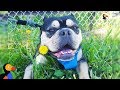 Mother Dog Found Tied Up In Park Finally Has A Real Home | The Dodo + Clear The Shelters