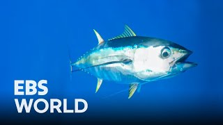 (ENG SUB) Fishing for tuna in the equatorial sea