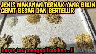 peternak bebek petelur harus tau perbedaan dedak kebi bekatul jagung four dan kosentrat