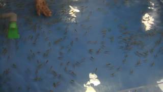 ドクターフィッシュに手を診てもらいました　志摩マリンランドにて Doctor fish ガラ・ルファ  Garra rufa