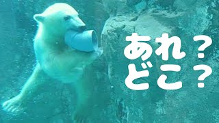 あれ？どこ？　おもちゃを見失うホッキョクグマベビー　おもちゃを取りに潜水　diving　ピリカの赤ちゃん　ホッキョクグマベビー　旭山動物園