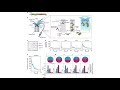 Tetrameric architecture of an active phenol bound form of the AAA+ transcriptional regulator DmpR