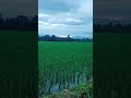 Sawah #sawah #alam #ricefieldsound #riceland #agriculture #riceterrace #farmer #ricefarm