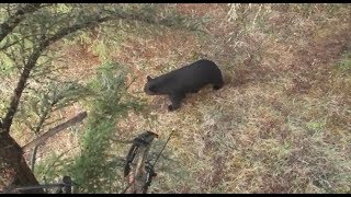 Bowhunting GIANT Black Bears in Canada