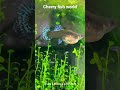 guppy fish giving birth to 1000+ babies