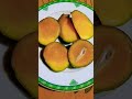 নিজেদের গাছের মিষ্টি পাকা আম youtubeshorts mango fruit shorts