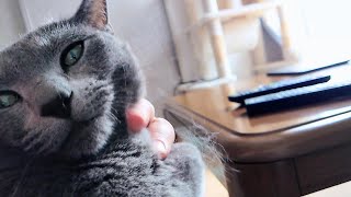 【猫動画】抜け毛が舞う換毛期のロシアンブルー【russianbule】Russian blue with hair loss