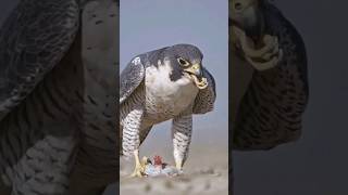 Falcon enjoying pigeon feet#shortsvideo#shortsyoutube#shorts