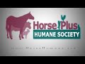 3 horses surrendered