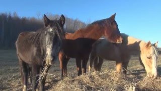 3 Horses Surrendered