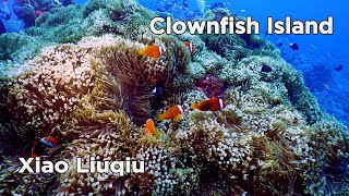 4K Xiao Liuqiu Clownfish Island /小琉球 小丑魚島/美麗海底世界