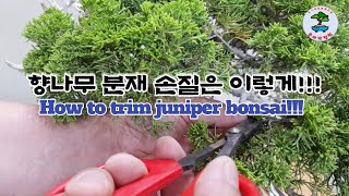 향나무 분재 손질은 이렇게!!! How to trim juniper bonsai!!!