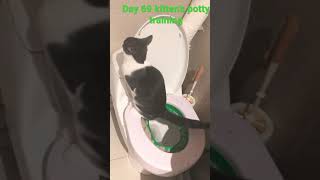 训练猫咪上厕所🚽 kitten’s toilet training Day 69