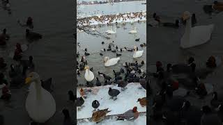 【首が長くて餌を食べるのに不利で、周りの野鳥を追い払って頑張る白鳥】#新潟県阿賀野市 #瓢湖 #白鳥 #野鳥 #白鳥の湖 #自然 #癒し #shorts #おすすめ