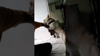 french bulldog fucking with my hand #shorts #youtubeshorts