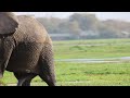 Swimming elephants of Amboseli.